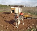 Επείγει να μεταφερθούν 4 σκυλιά λόγω ψύχους από το καταφύγιο της Χατζηαντωνάκη στη Σουρωτή Θεσσαλονίκης